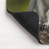 Samburu Game Reserve, Kenia, Vervet Monkey Muismat (Hoek)