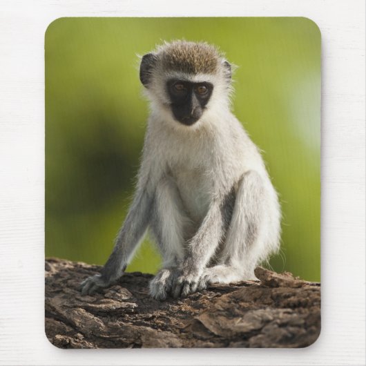 Samburu Game Reserve, Kenia, Vervet Monkey Muismat (Voorkant)