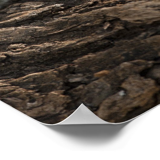 Samburu Game Reserve, Kenia, Vervet Monkey Poster (Hoek)