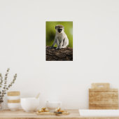 Samburu Game Reserve, Kenia, Vervet Monkey Poster (Keuken)