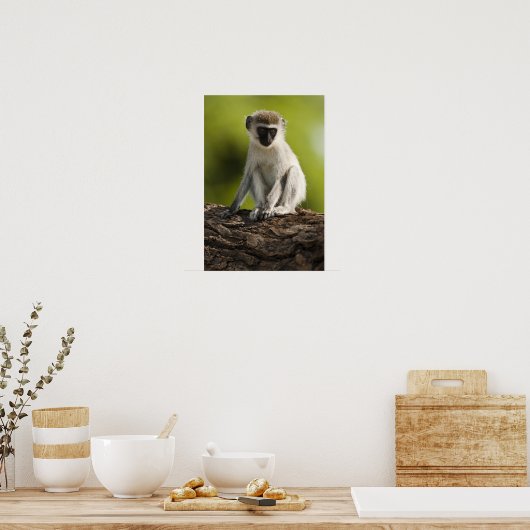 Samburu Game Reserve, Kenia, Vervet Monkey Poster (Keuken)