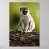 Samburu Game Reserve, Kenia, Vervet Monkey Poster (Voorkant)