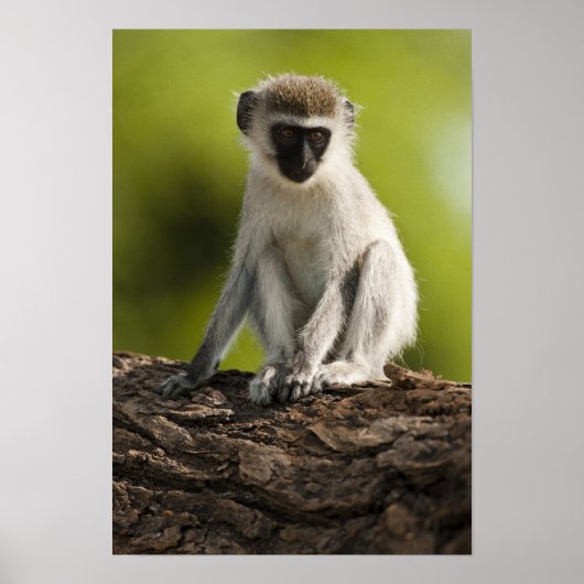 Samburu Game Reserve, Kenia, Vervet Monkey Poster (Voorkant)