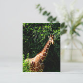 Samburu Giraffe Briefkaart (Staand voorkant)