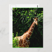 Samburu Giraffe Briefkaart (Voorkant / Achterkant)