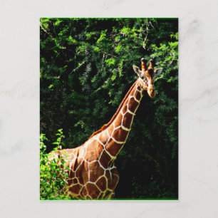 Samburu Giraffe Briefkaart