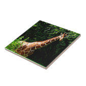 Samburu Giraffe Tegeltje (Zijkant)