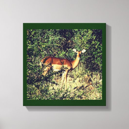 Samburu Impala Canvas Afdruk (Voorkant)