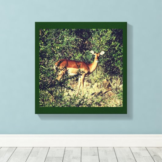 Samburu Impala Canvas Afdruk (Insitu (Houten vloer))
