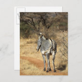 Samburu National Reserve (Kenia) Briefkaart (Voorkant / Achterkant)