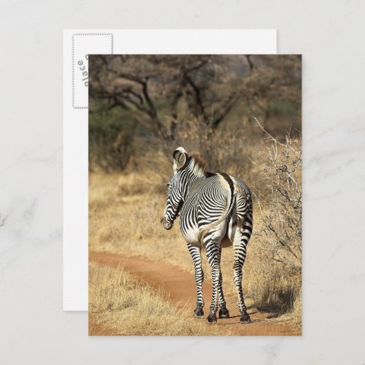 Samburu National Reserve (Kenia) Briefkaart (Voorkant / Achterkant)