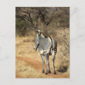 Samburu National Reserve (Kenia) Briefkaart (Voorkant)