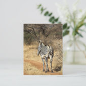 Samburu National Reserve (Kenia) Briefkaart (Staand voorkant)