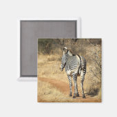 Samburu National Reserve (Kenia) Magneet (Voorkant / Achterkant)