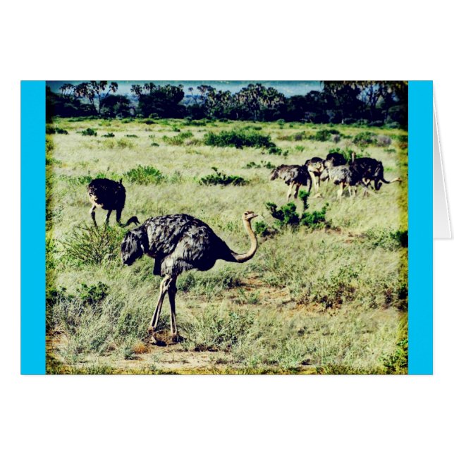 Samburu Ostriches (Voorkant Horizontaal)