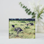 Samburu Ostriches Briefkaart (Staand voorkant)