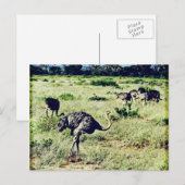 Samburu Ostriches Briefkaart (Voorkant / Achterkant)