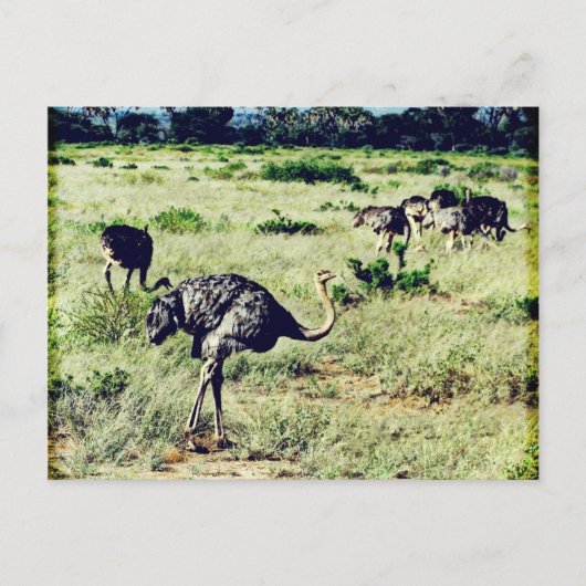 Samburu Ostriches Briefkaart (Voorkant)
