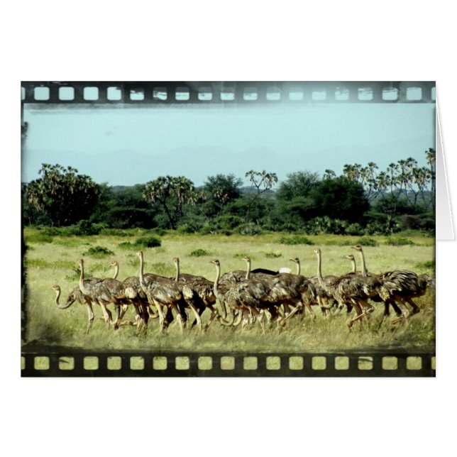 Samburu Ostriches Filmstrip (Voorkant Horizontaal)