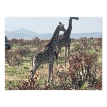 Samen over de savanne – Twee giraffen foto