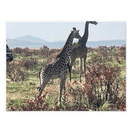 Samen over de savanne – Twee giraffen foto Afdruk