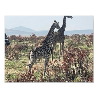 Samen over de savanne – Twee giraffen foto Afdruk