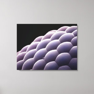 Samengesteld oog van een insect canvas afdruk