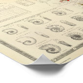 Samengestelde geologische, paleontologische kaart poster (Hoek)