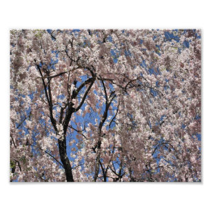 Samenhang van lentesbloesems 14x11 — Vloerdruk Foto Afdruk