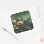 Samenstelling van heldere pauwenveren vierkante sticker (Envelop)