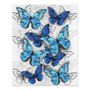 Samenstelling van witte en blauwe vlinders foto afdruk