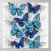 Samenstelling van witte en blauwe vlinders poster (Voorkant)