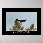 SAMENWERKINGSBald Eagles Foto Poster (Voorkant)