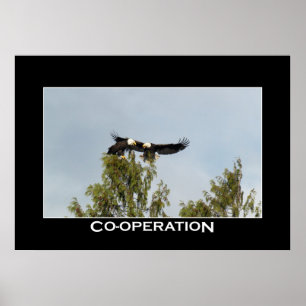 SAMENWERKINGSBald Eagles Foto Poster