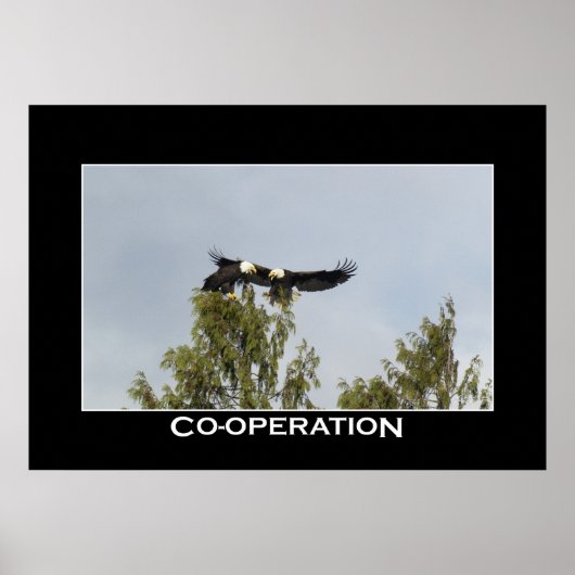 SAMENWERKINGSBald Eagles Foto Poster (Voorkant)