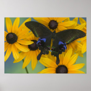 Sammamish Washington Foto van Butterfly 22 Poster