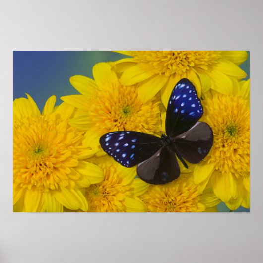 Sammamish Washington Foto van Butterfly 41 Poster (Voorkant)