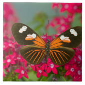 Sammamish Washington Foto van Butterfly op 14 Tegeltje (Voorkant)