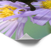 Sammamish Washington Foto van Butterfly op 4 Poster (Hoek)