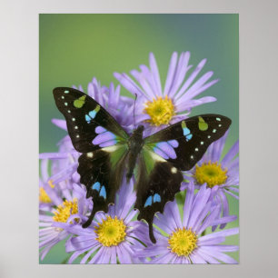 Sammamish Washington Foto van Butterfly op 4 Poster