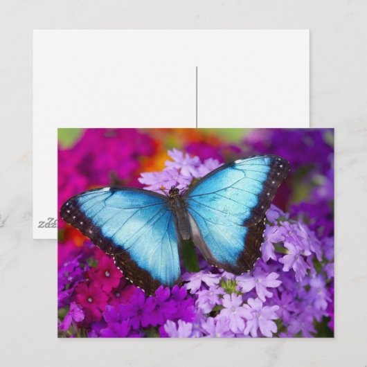 Sammamish Washington Tropical Butterfly Briefkaart (Voorkant / Achterkant)
