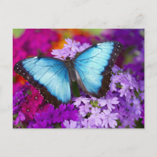 Sammamish Washington Tropical Butterfly Briefkaart