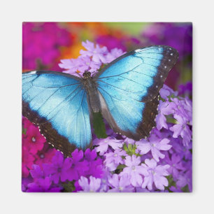 Sammamish Washington Tropical Butterfly Magneet