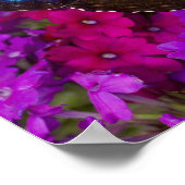 Sammamish Washington Tropical Butterfly Poster (Hoek)