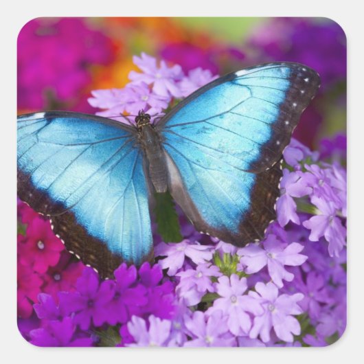 Sammamish Washington Tropical Butterfly Vierkante Sticker (Voorkant)