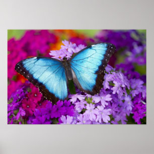 Sammamish Washington Tropische Vlinder Poster