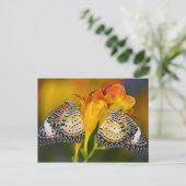 Sammamish, Washington. Tropische Vlinders 68 Briefkaart (Staand voorkant)