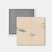 Samoaanse eilanden 2 magneet (Voorkant / Achterkant)