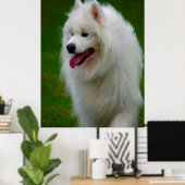Samojed hond poster. poster (Thuiskantoor)