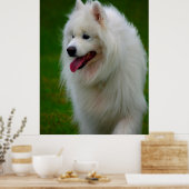 Samojed hond poster. poster (Keuken)